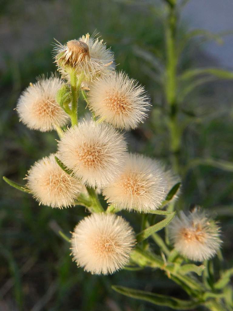 Erigeron sumatrensis